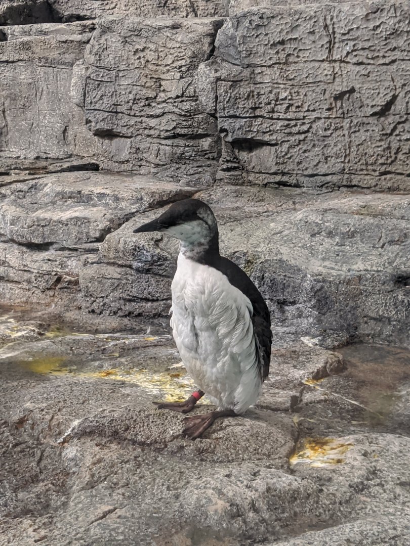 Common murre 2 - 03-09-2020