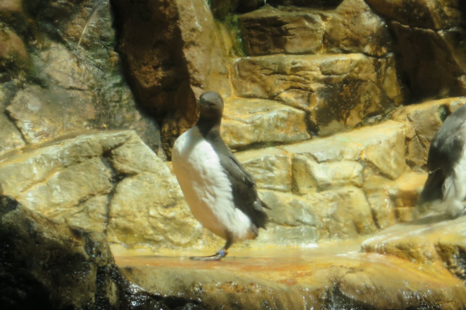 Common Murre(8/26/24)
