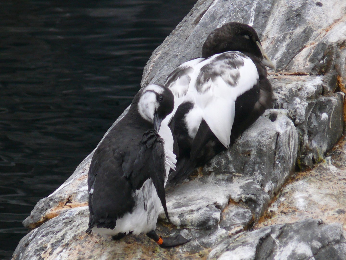 Common murre and Common eider - 03-09-2020