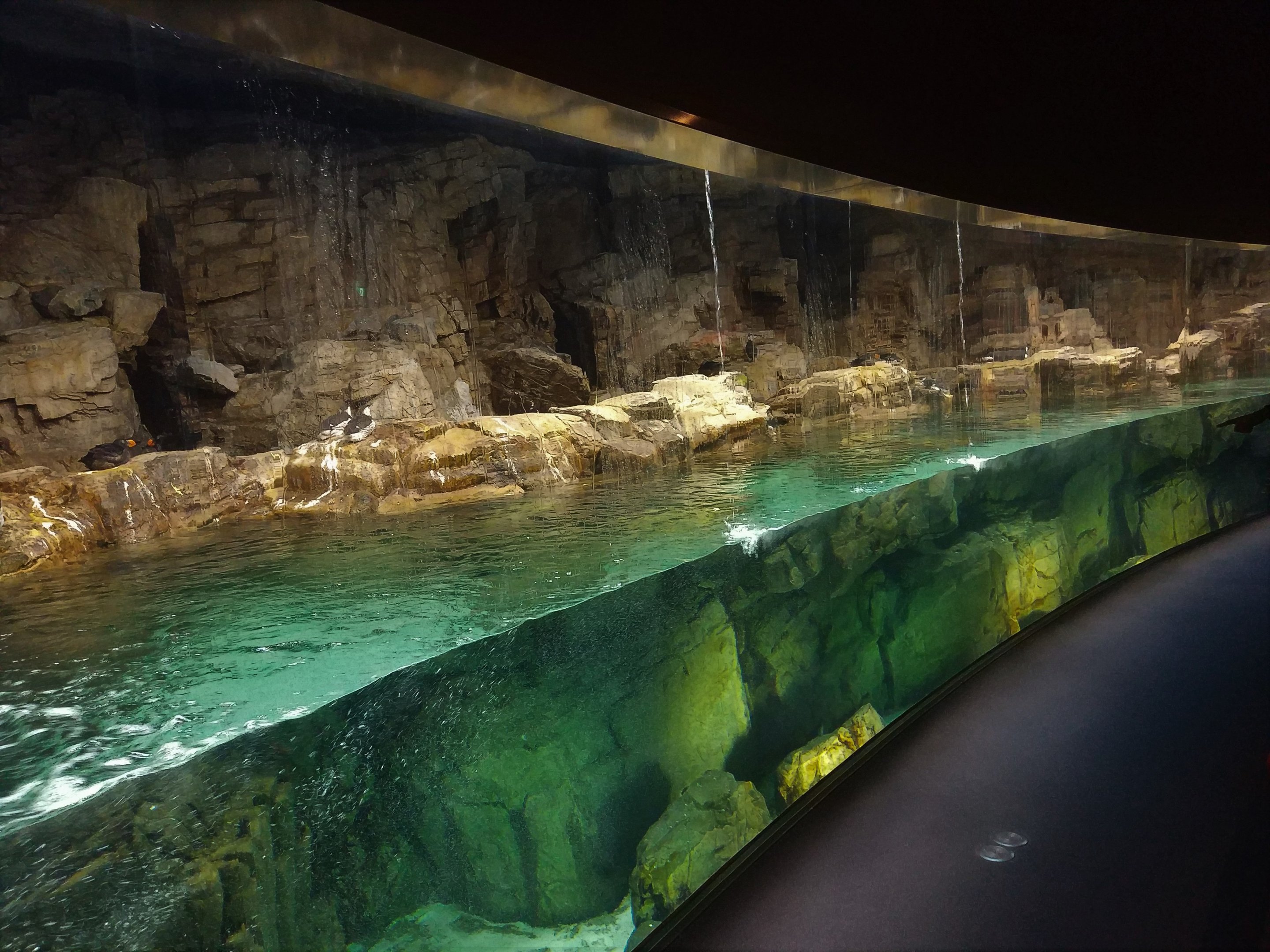 Common Murre and Tufted Puffin Exhibit