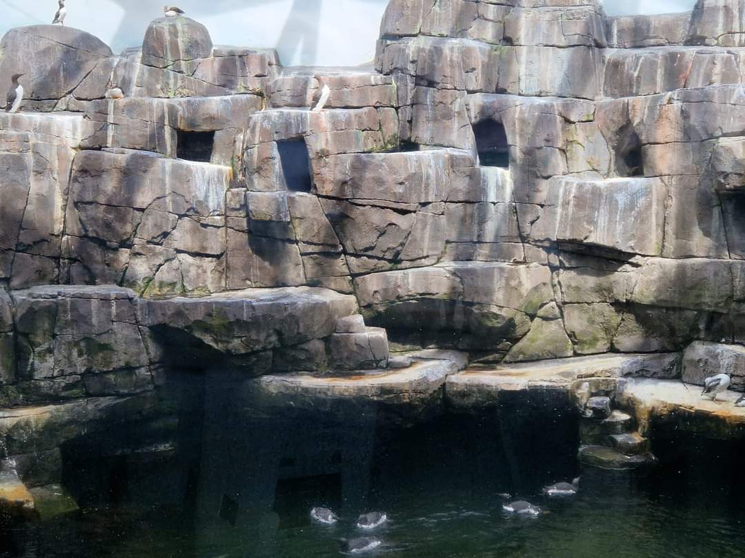 Common Murre/Atlantic Puffin/Razorbill, Arctic Ring