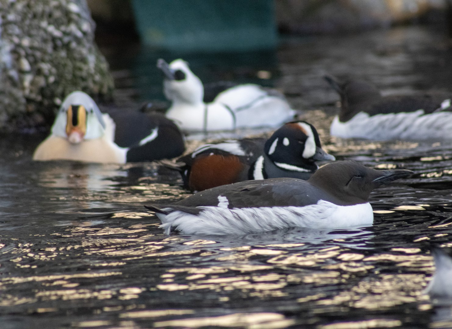 Common Murre, Harlequin Duck, King Eider, and Smew