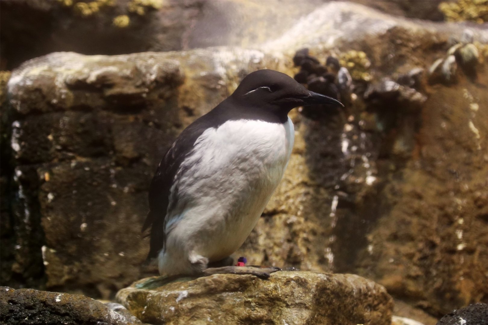 Common Murre, June 2015