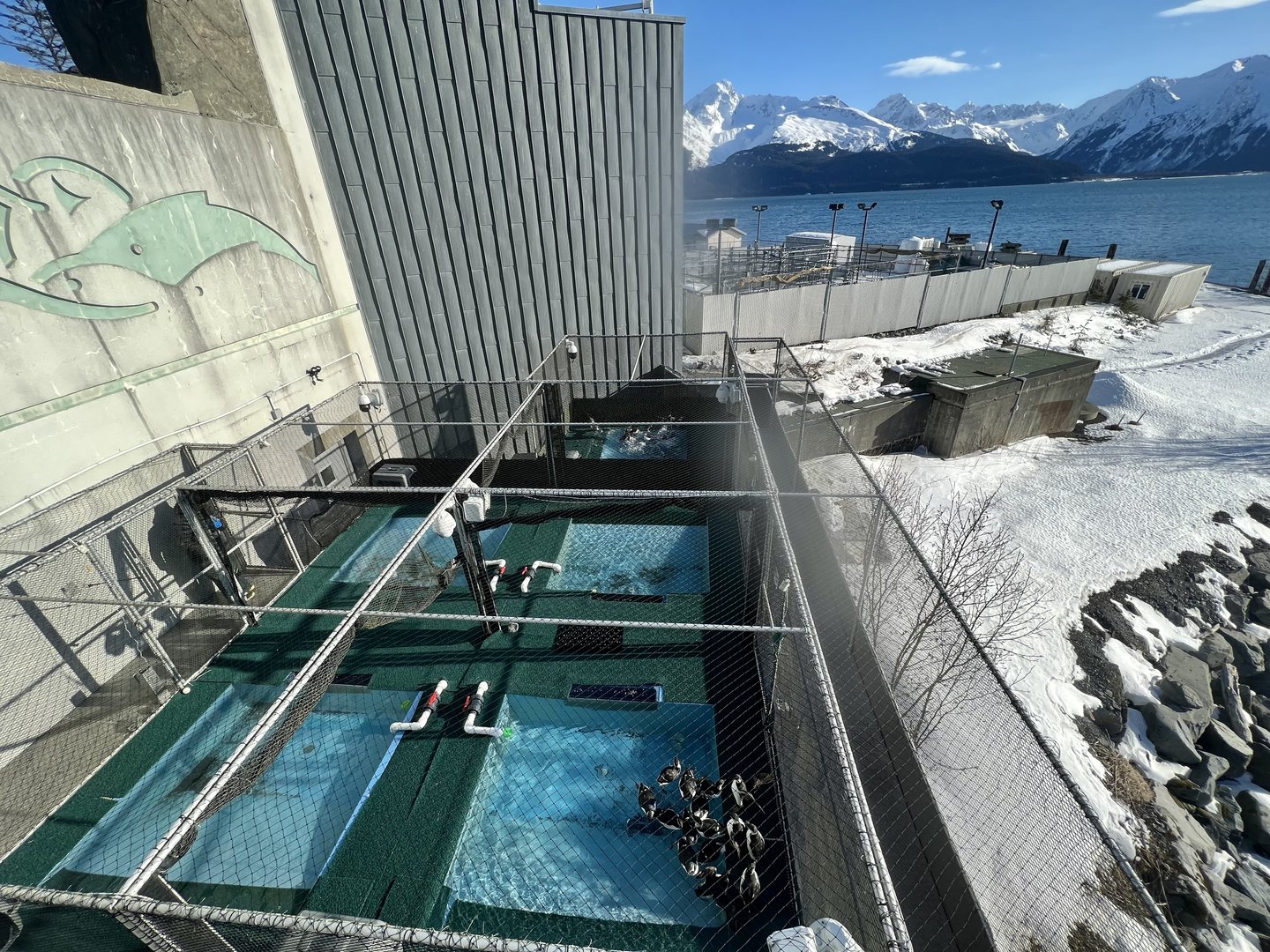 Common Murre research group