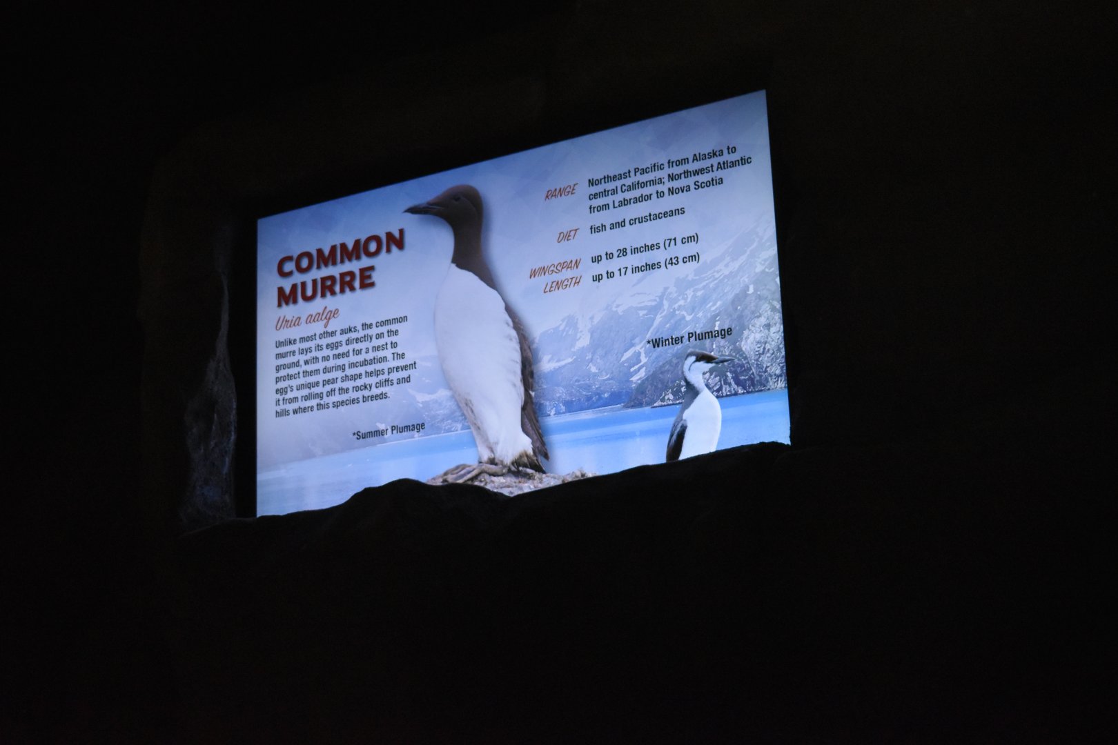 Common Murre Signage