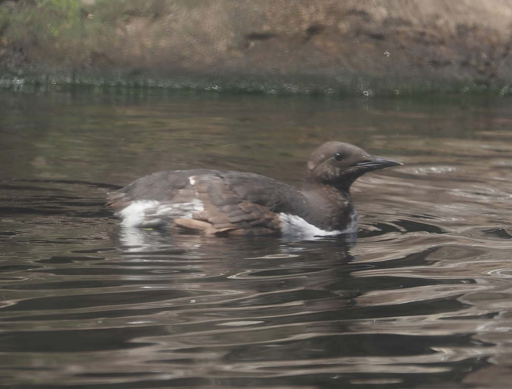 Common murre (Uria aalge), 2024-06-30