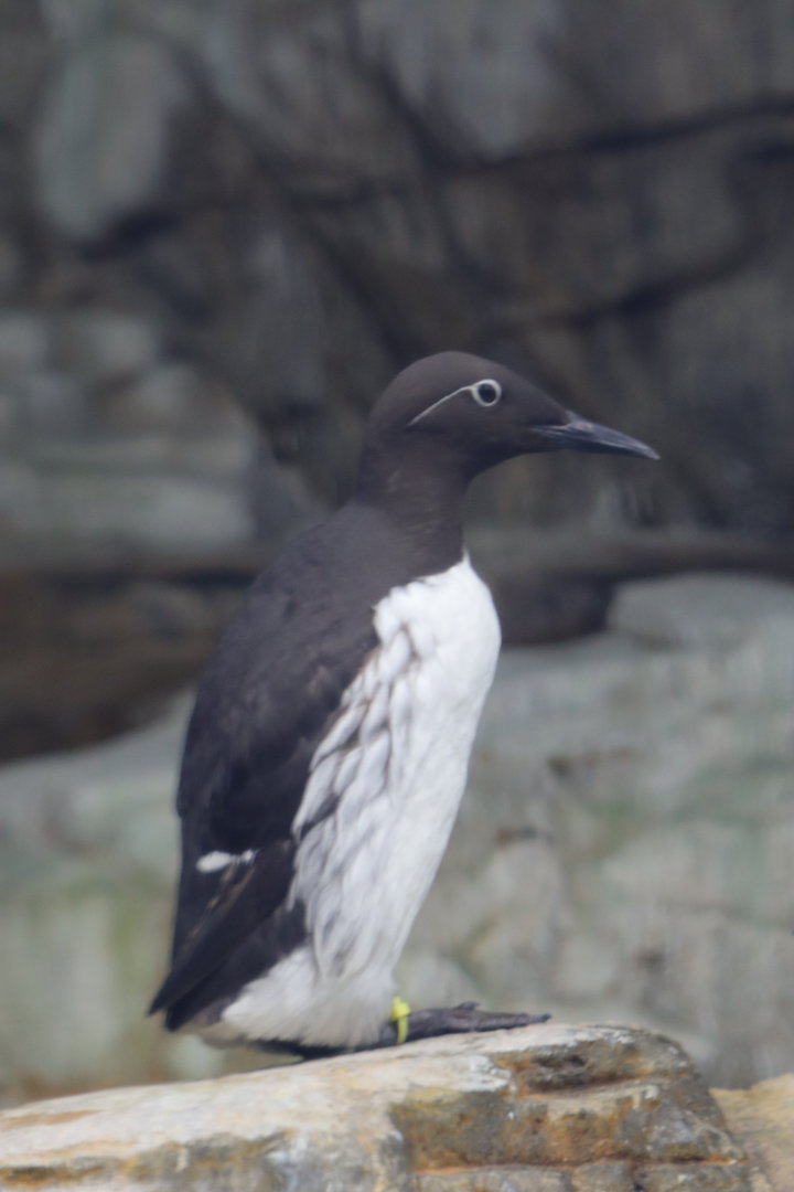 Common murre (Uria aalge aalge)