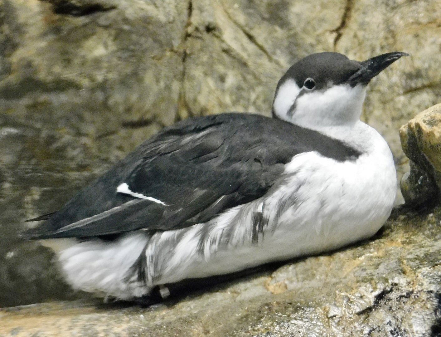 Common Murre (Uria aalge) November 8, 2025