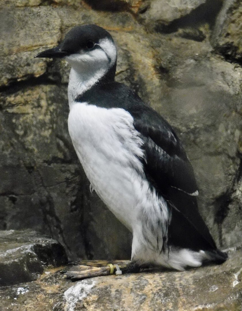 Common Murre (Uria aalge) November 8, 2025