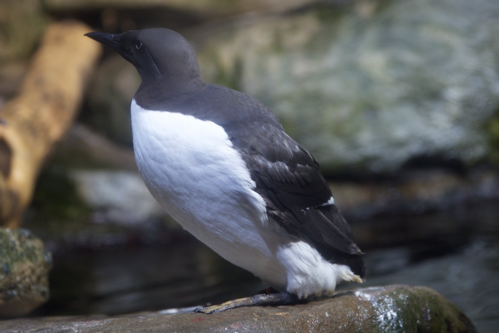 Common Murre/ Uria aalge