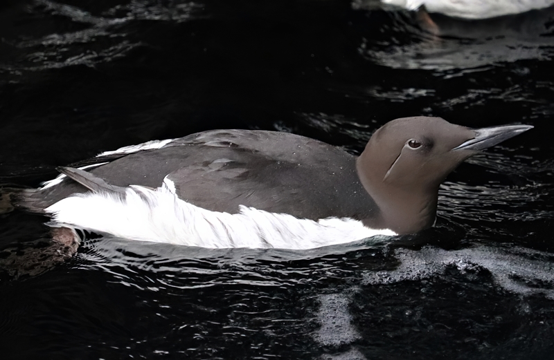 Common murre (Uria aalge)