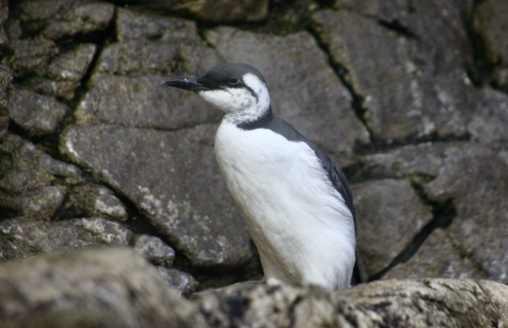 Common Murre (Uria aalge)