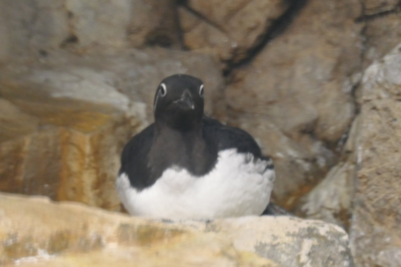Common Murre (Uria aalge)