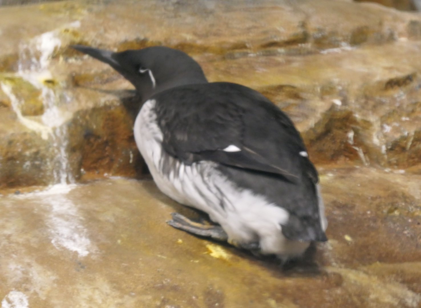 Common Murre (Uria aalge)