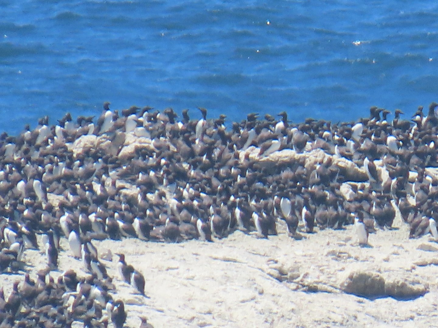 Common Murre (Uria aalge)