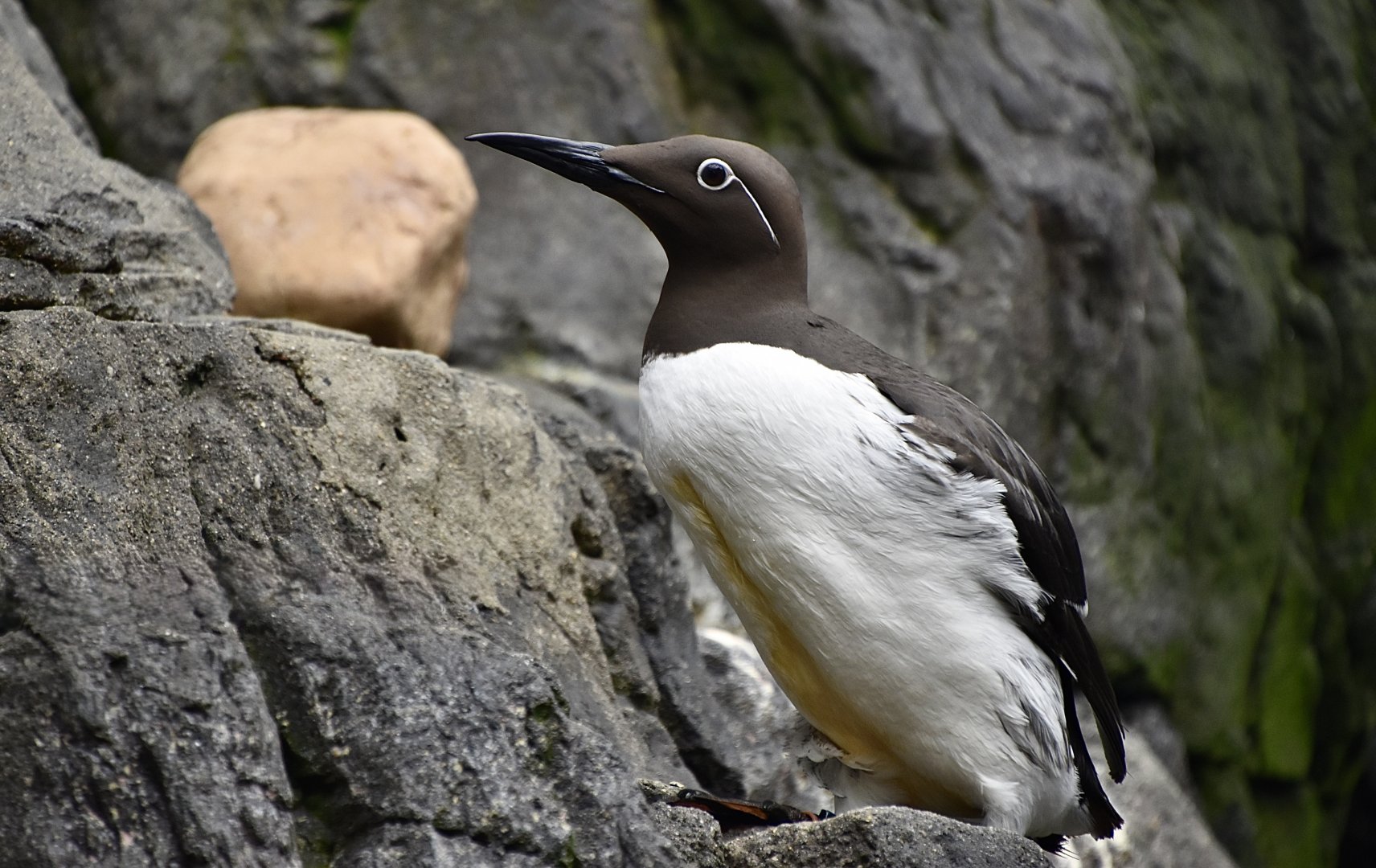 Common Murre (Uria aalge)