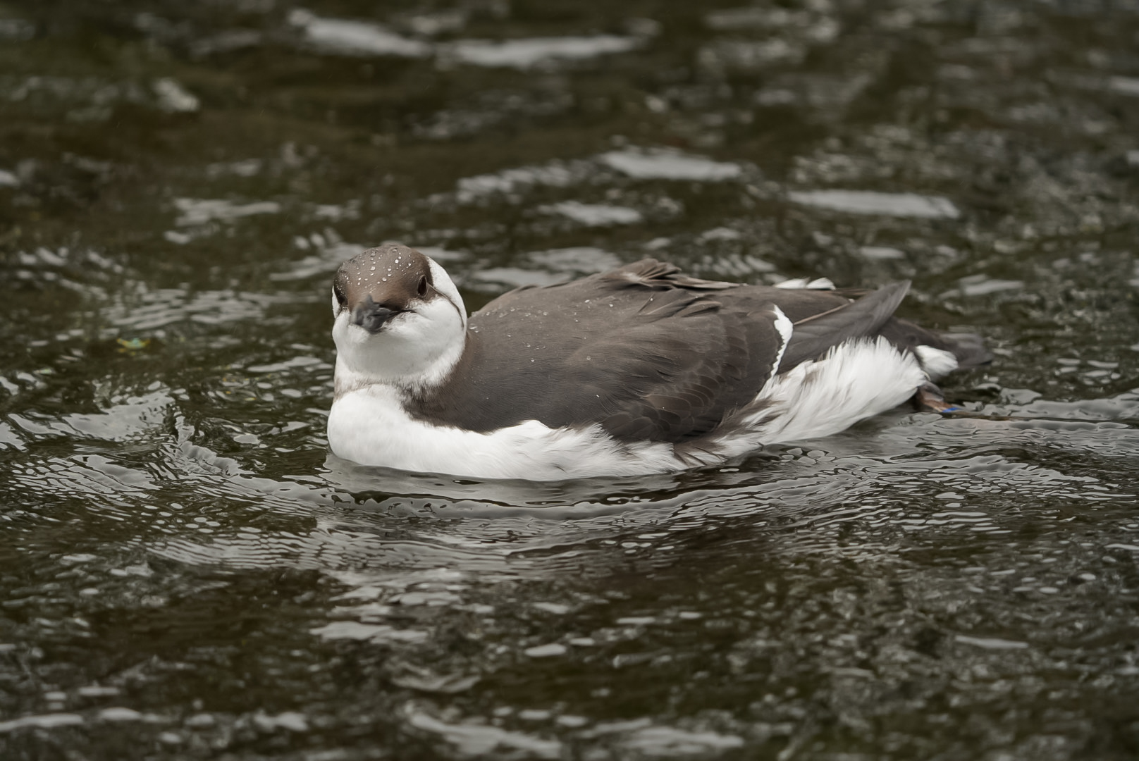 Common Murre (winter plumage)