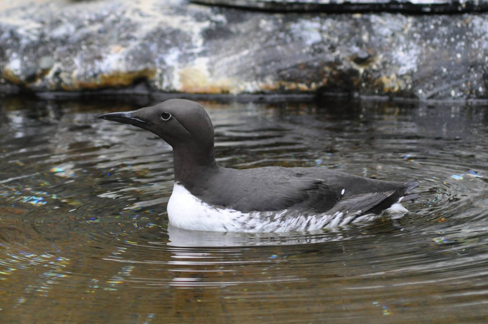 Common Murre