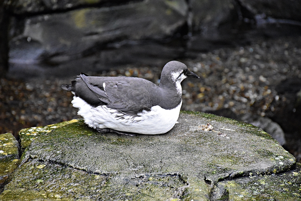Common murre