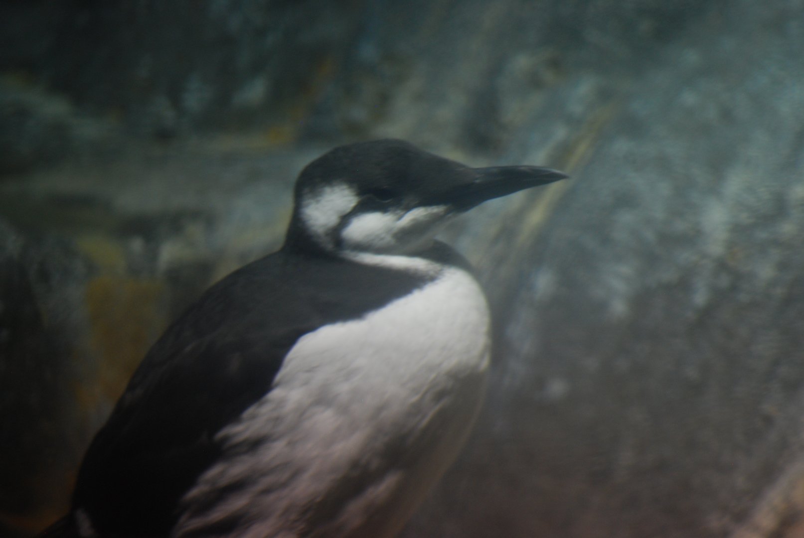 Common Murre