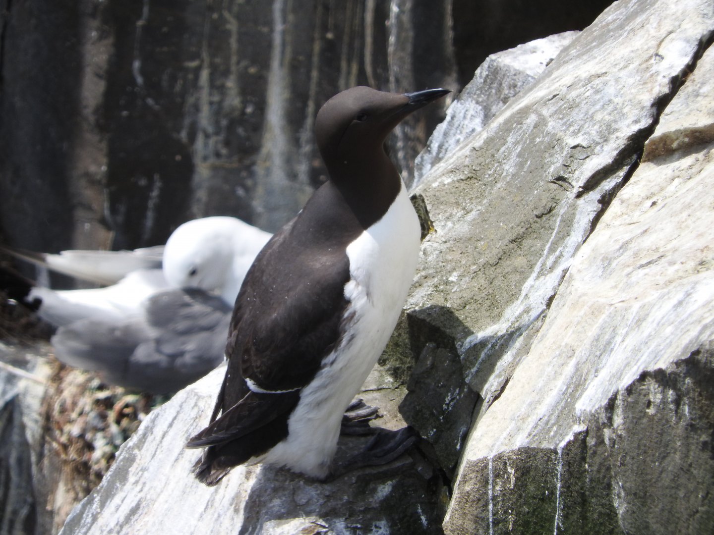 Common Murre