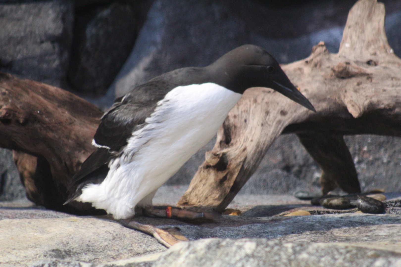 Common Murre