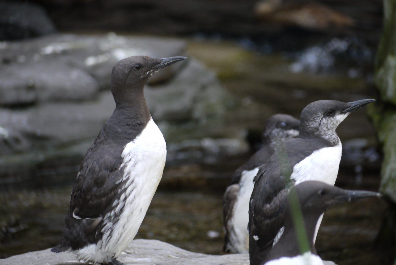 Common Murre