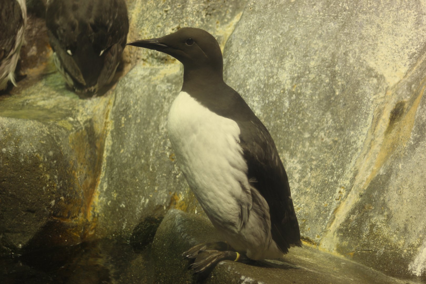 Common Murre
