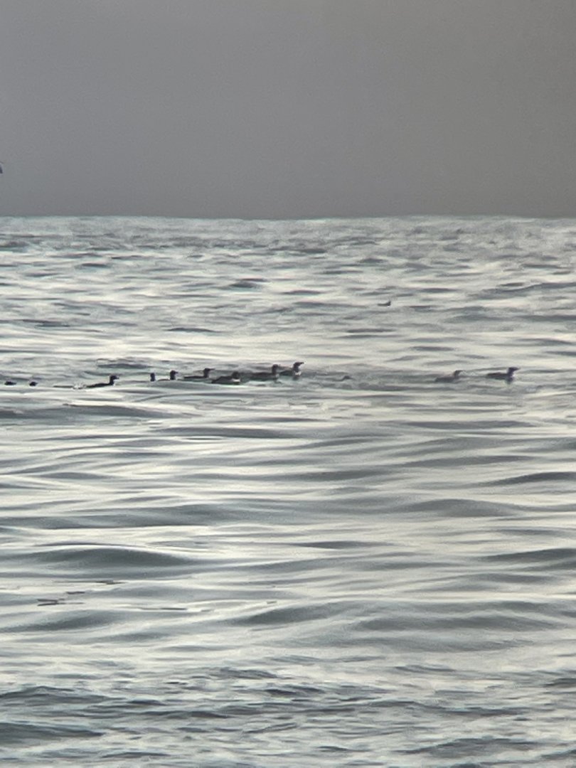 Common Murre