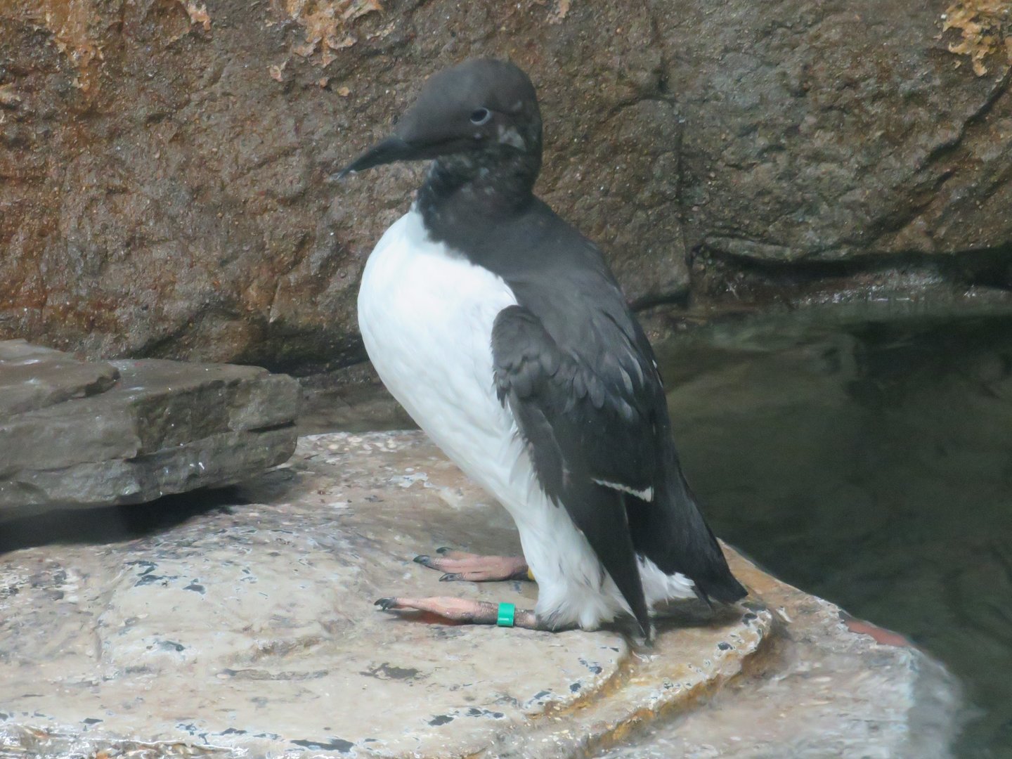Common murre