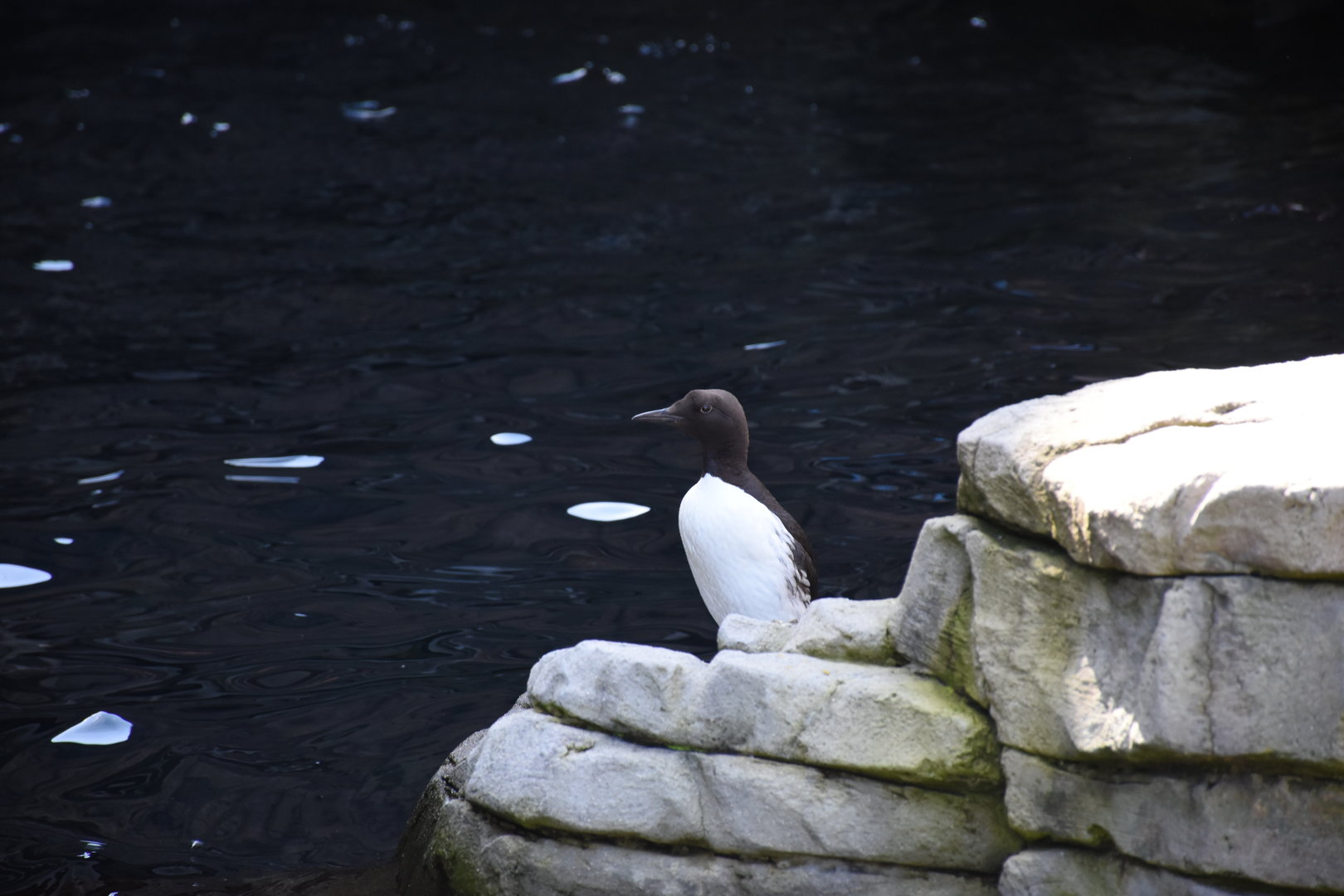 Common murre