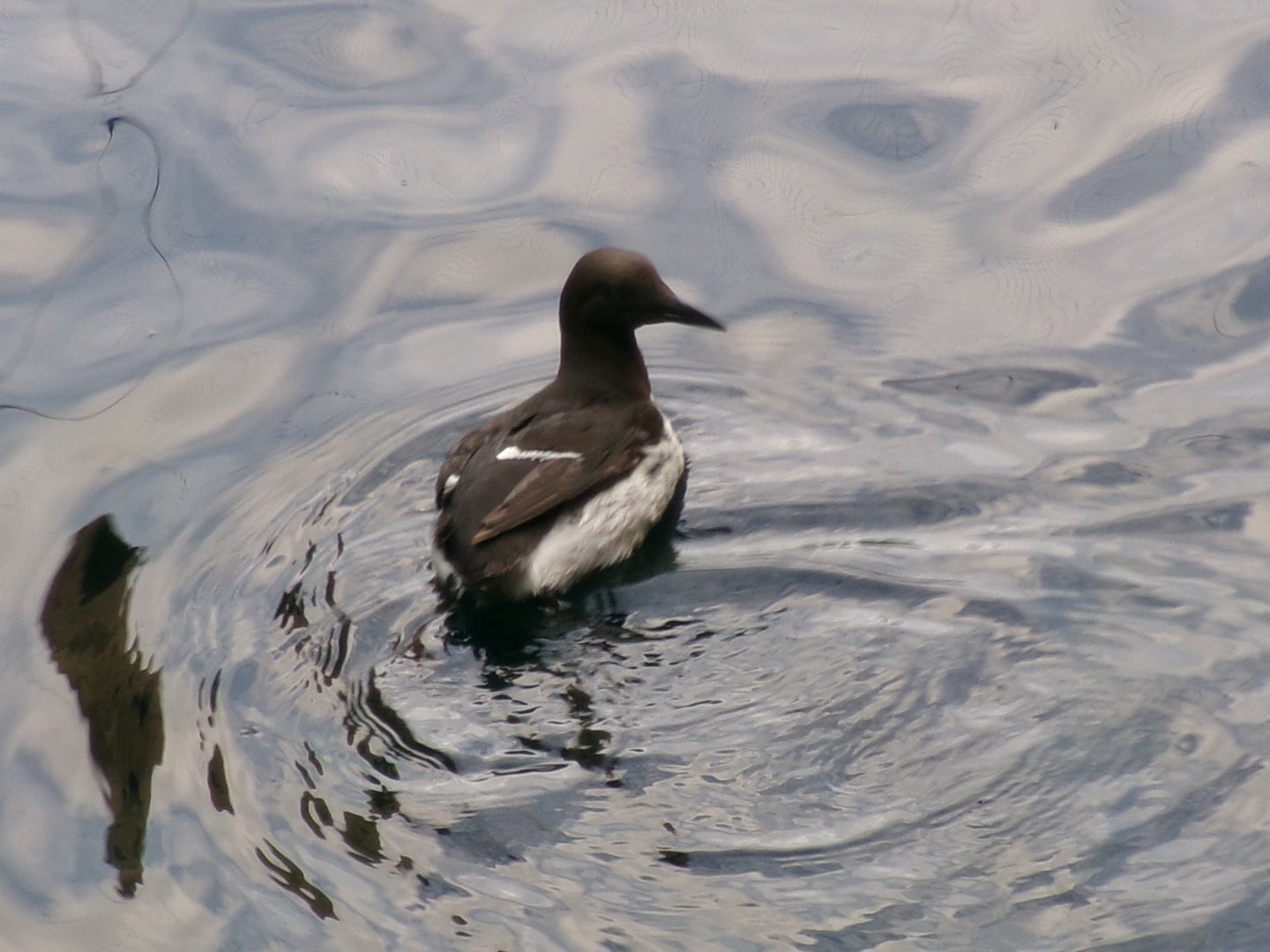 Common murre