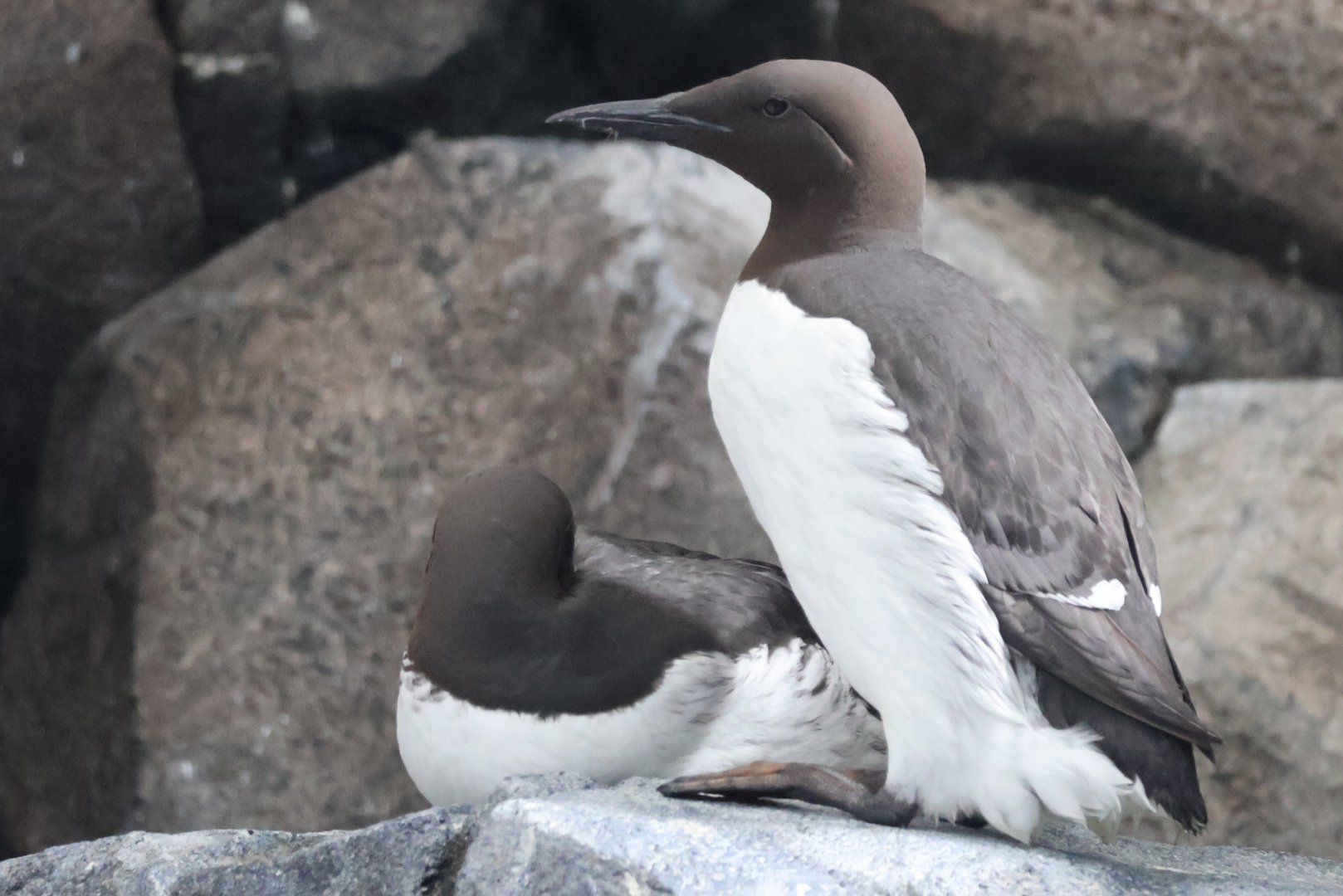 Common Murre