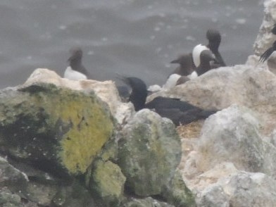common murre