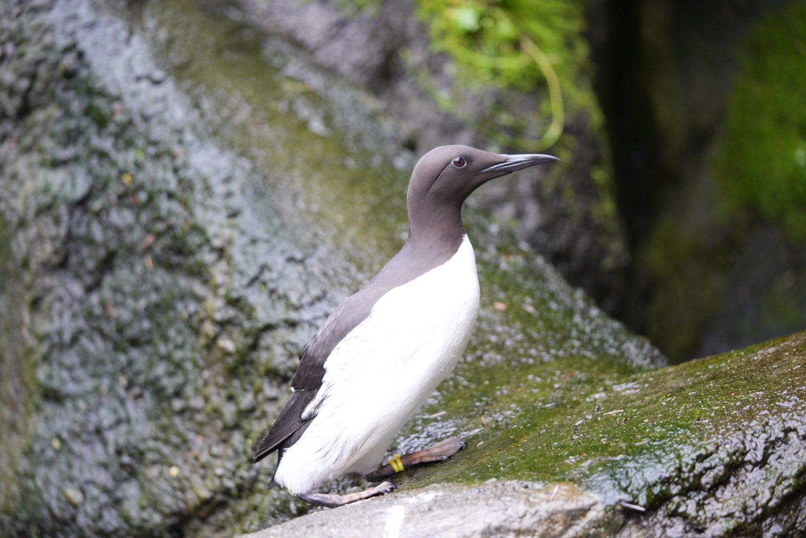 Common Murre