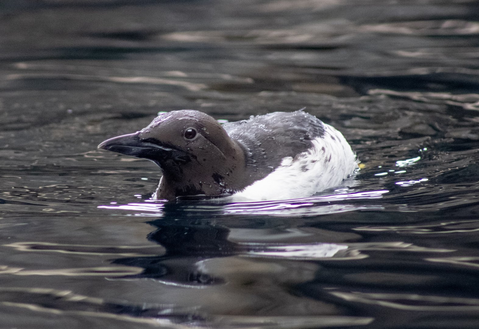 Common Murre