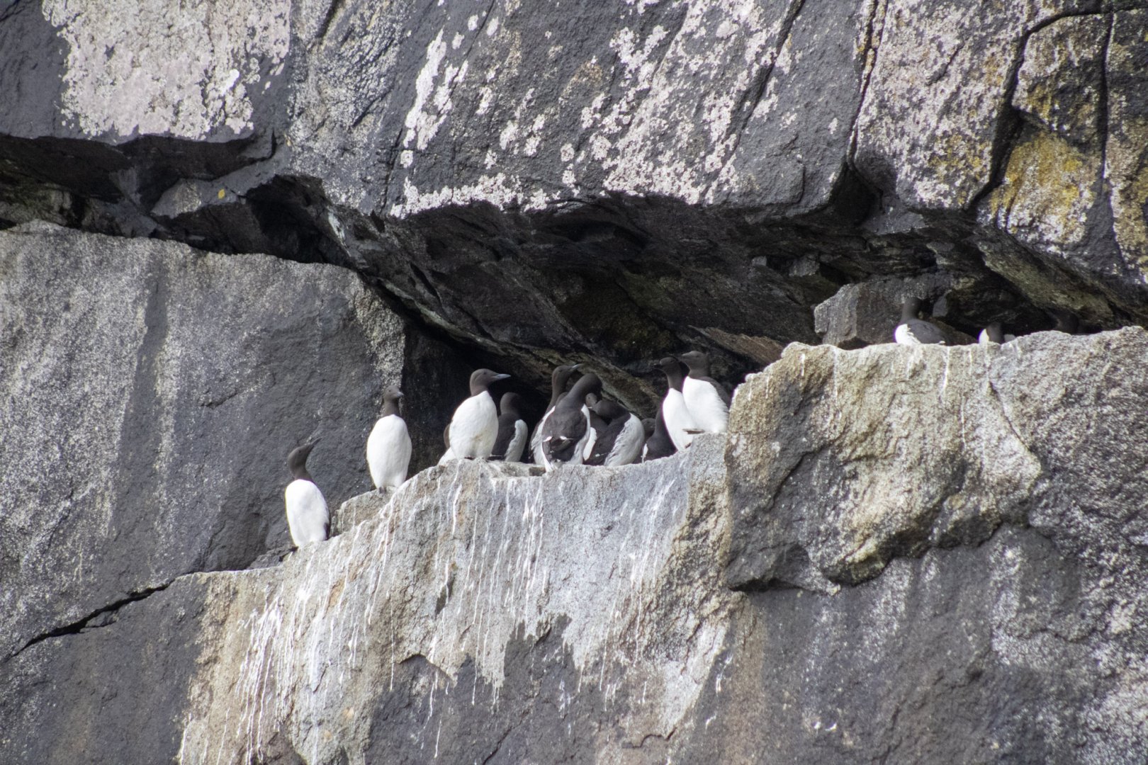 Common Murres - Alaska