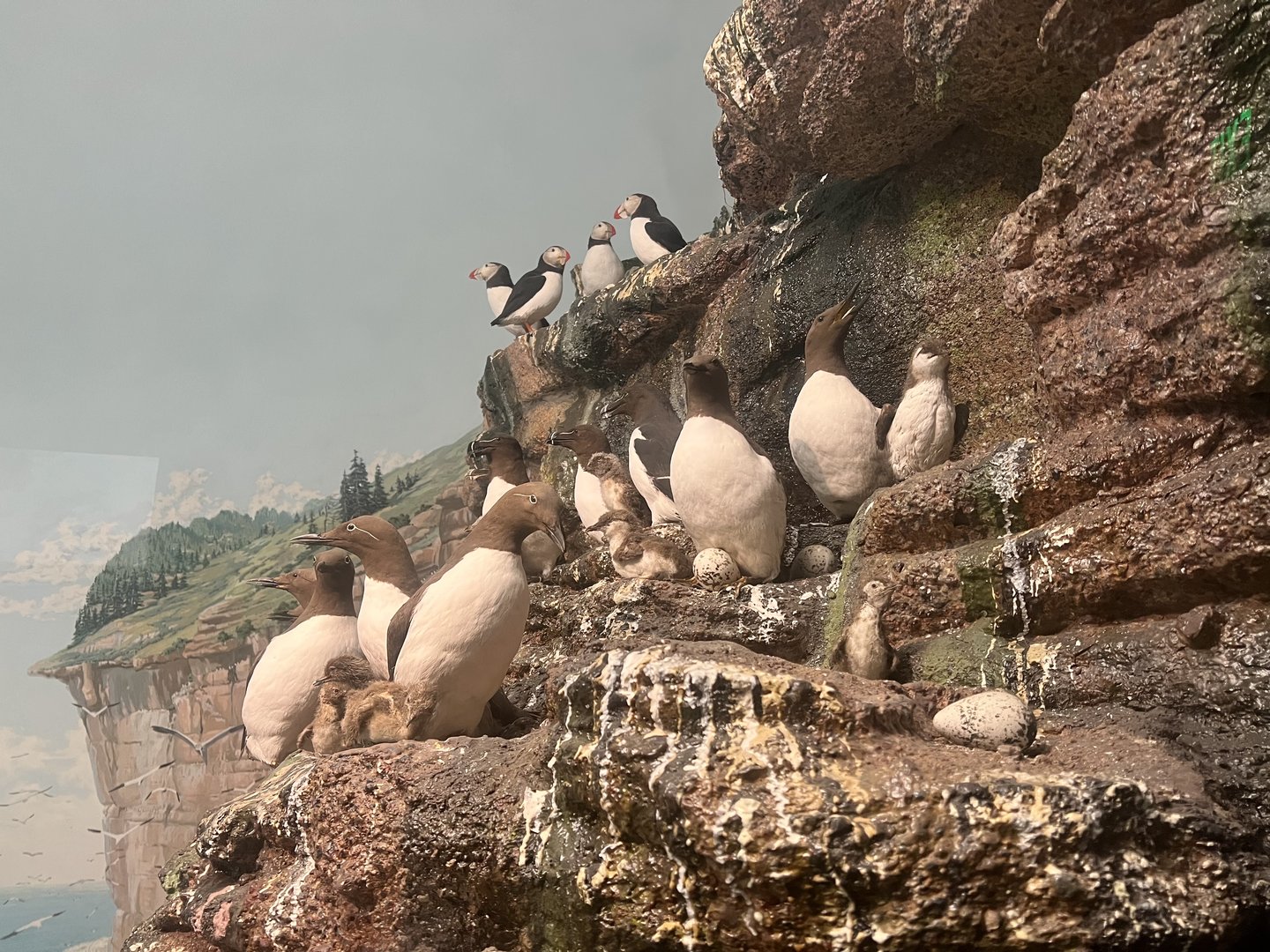 Common Murres and Atlantic Puffins
