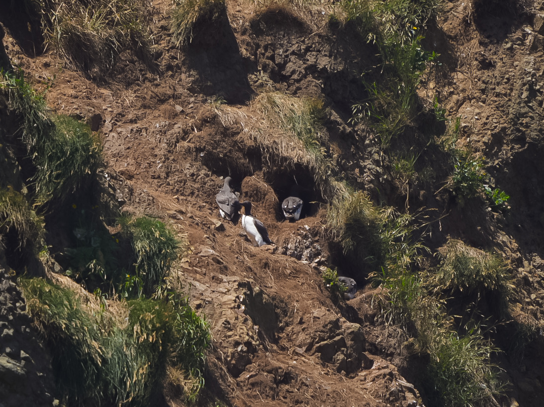 Common Murres (nesting site)