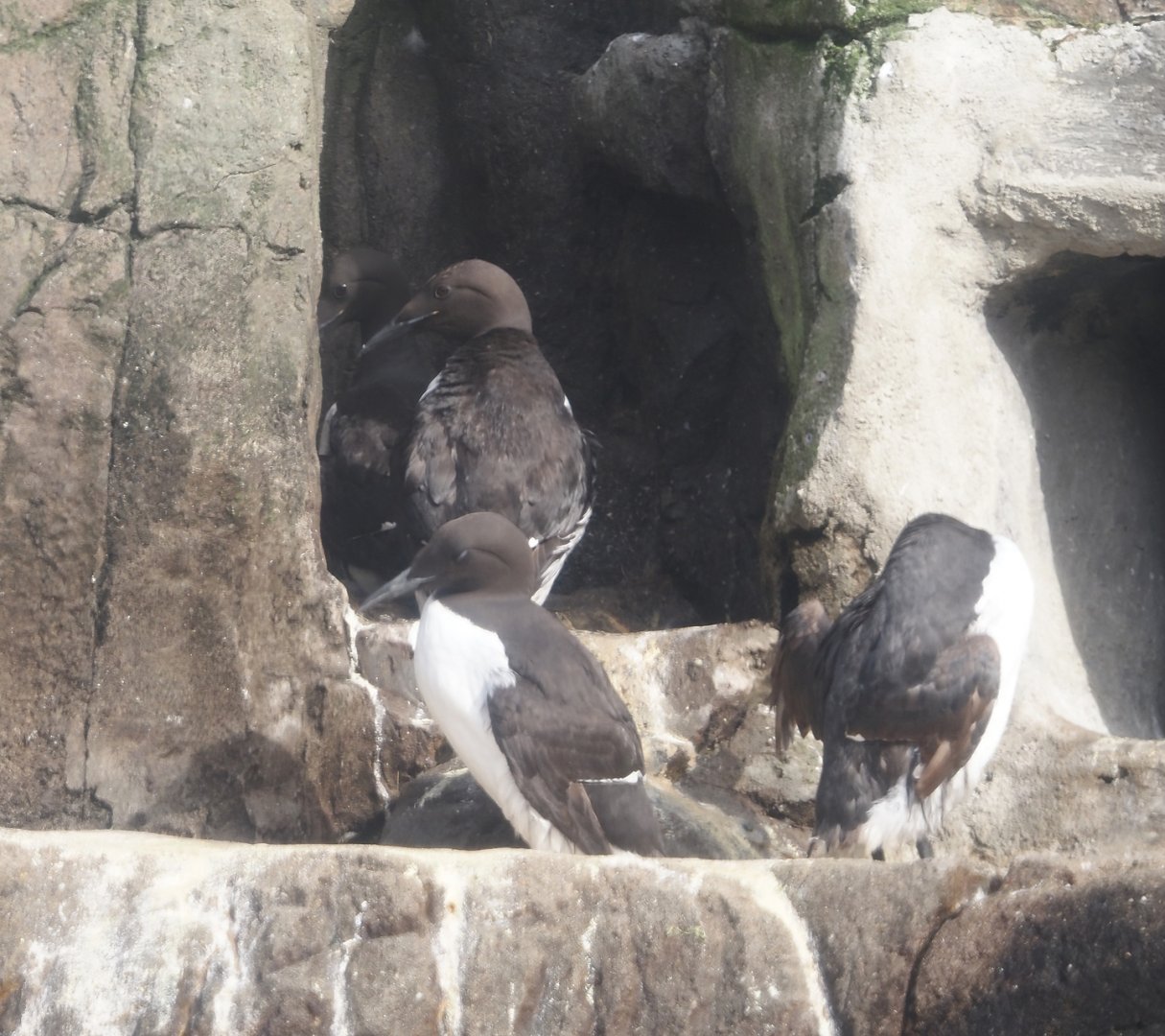 Common murres (Uria aalge), 2024-06-30