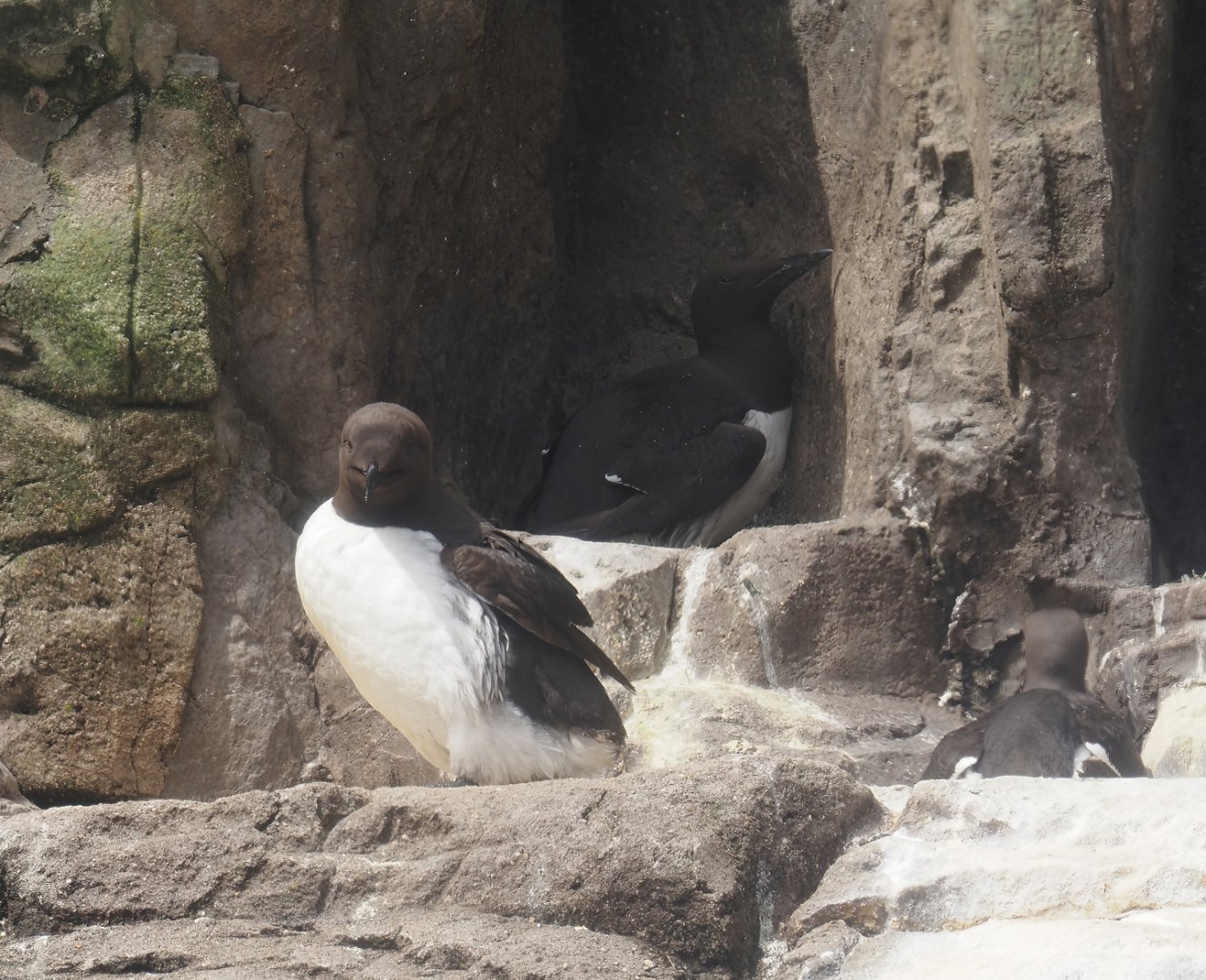 Common murres (Uria aalge), 2024-06-30