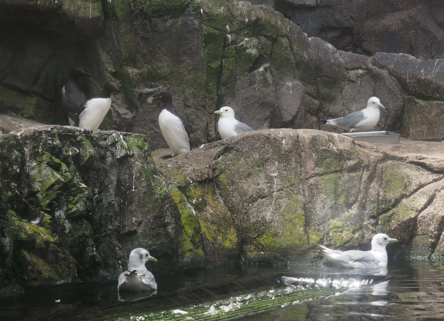Common murres (Uria aalge) andPacific kittiwakes (Rissa tridactyla pollicaris), 2024-06-30