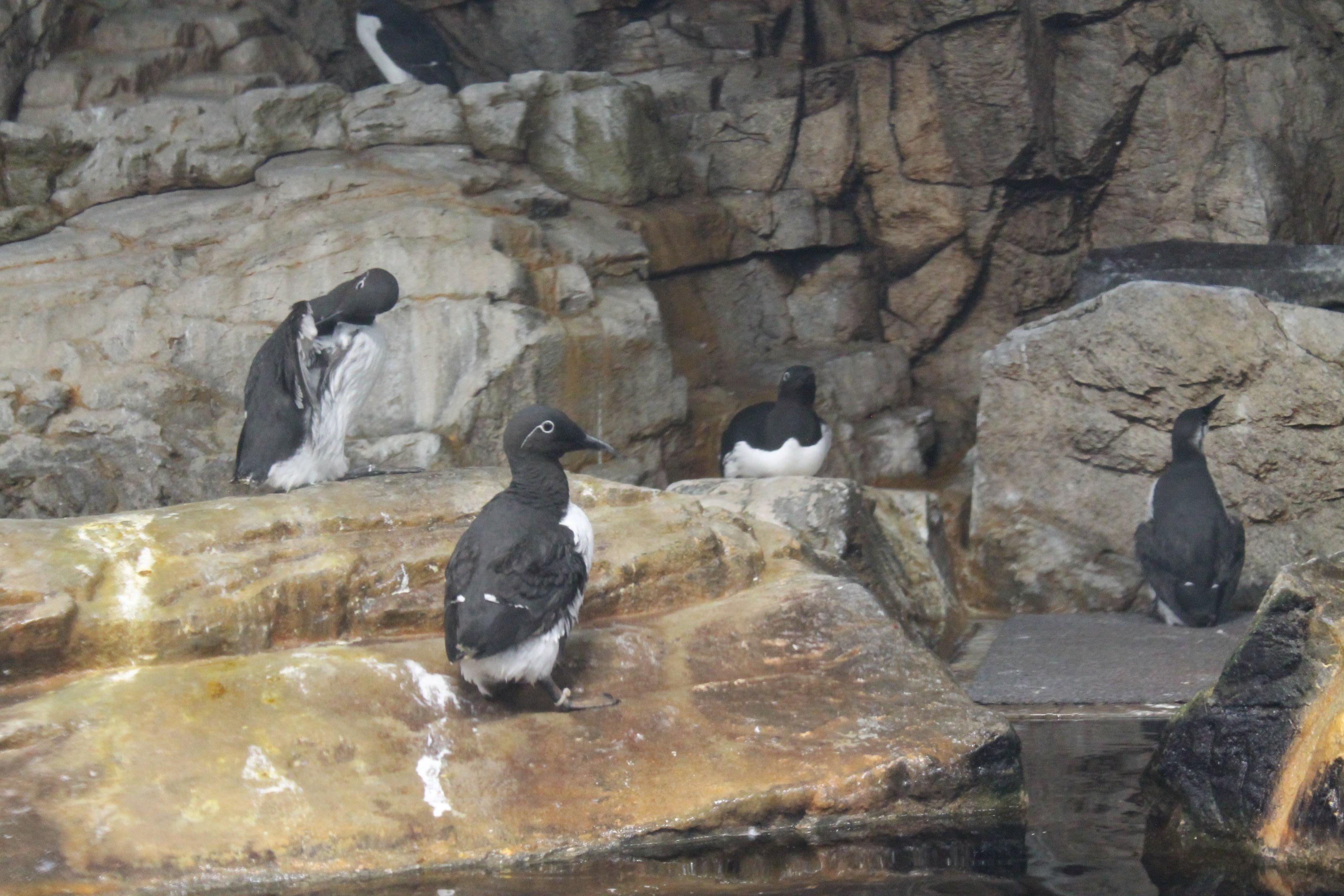 Common Murres (Uria aalge)