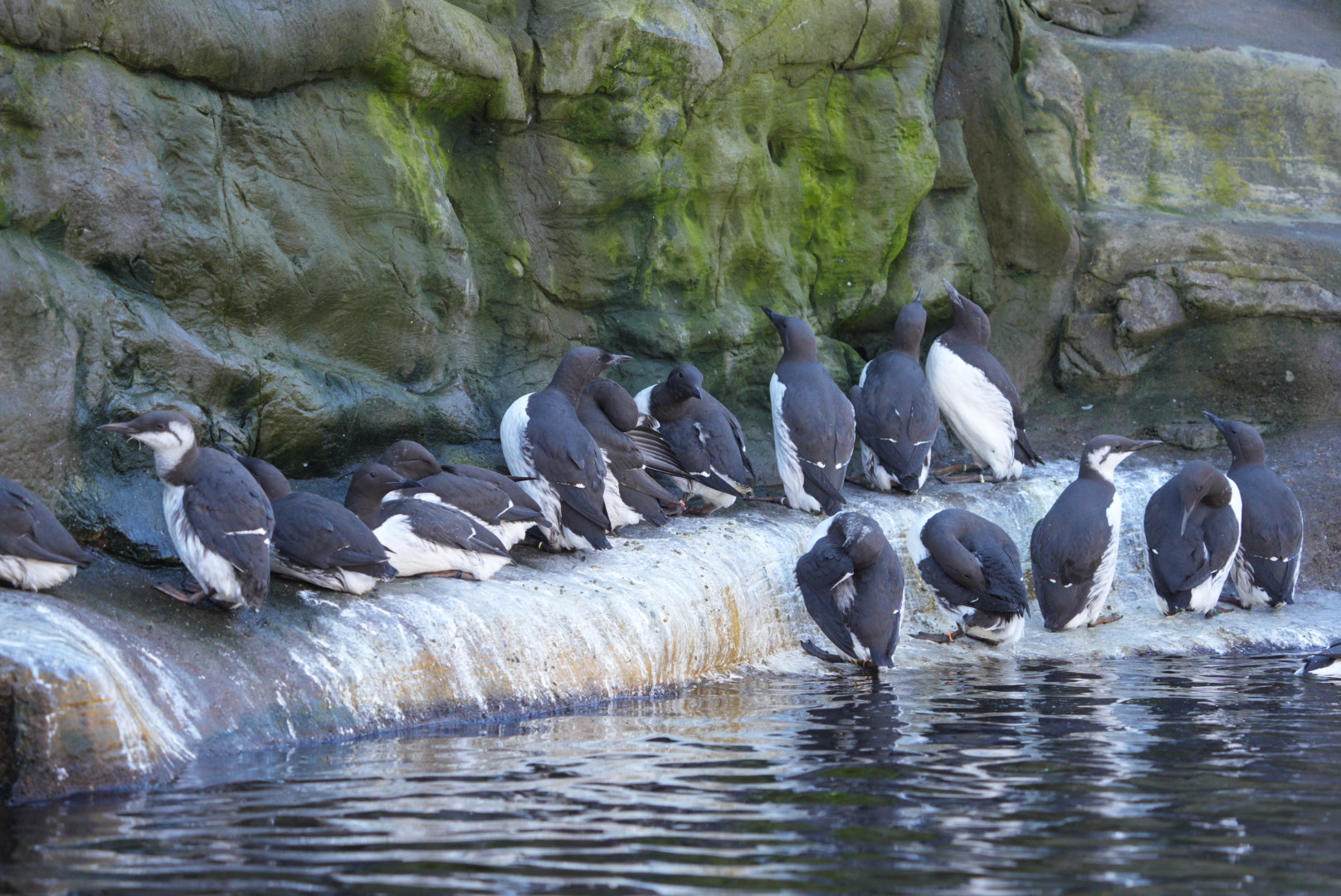 Common Murres (Winter plumage)