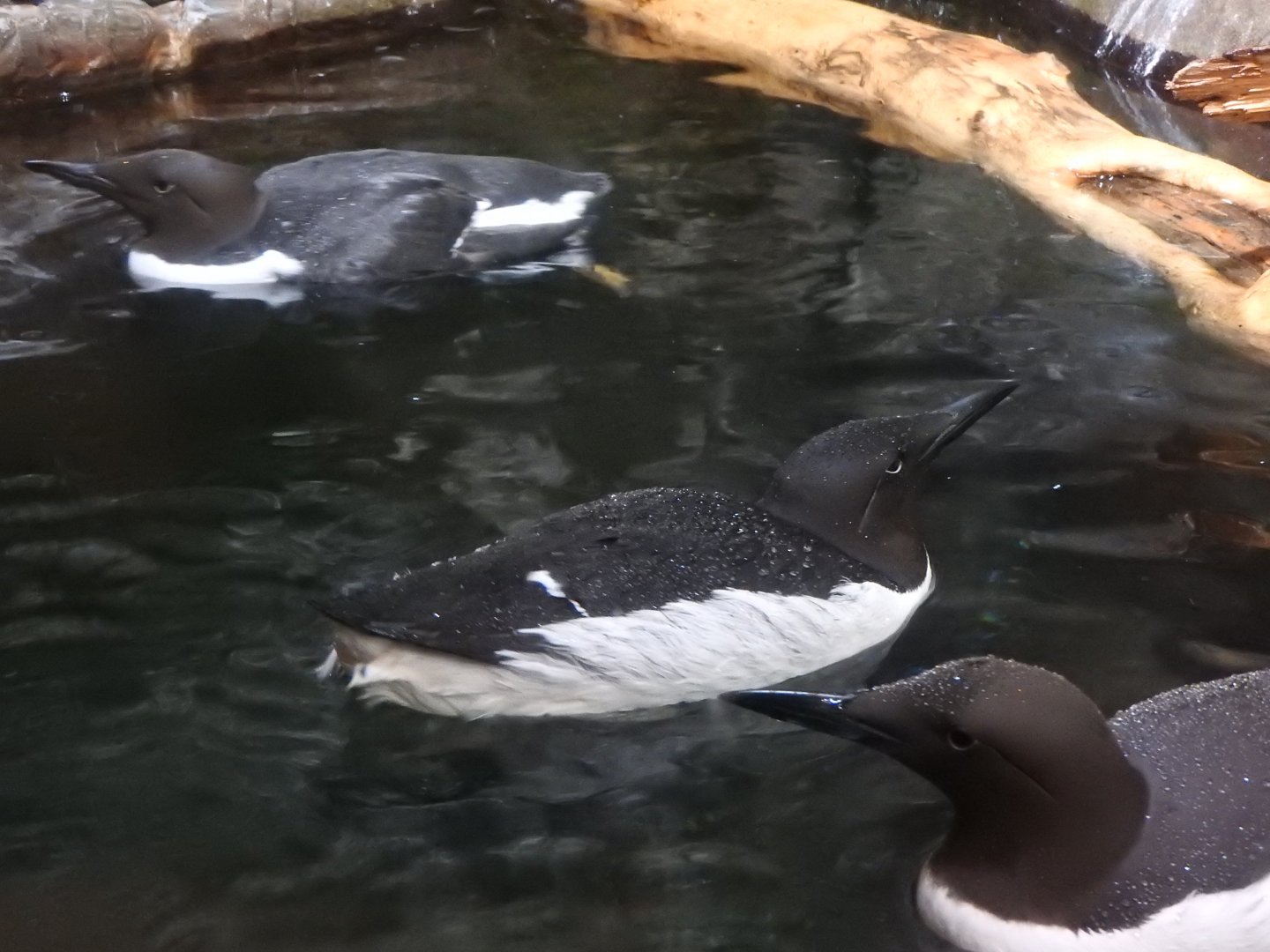 Common Murres