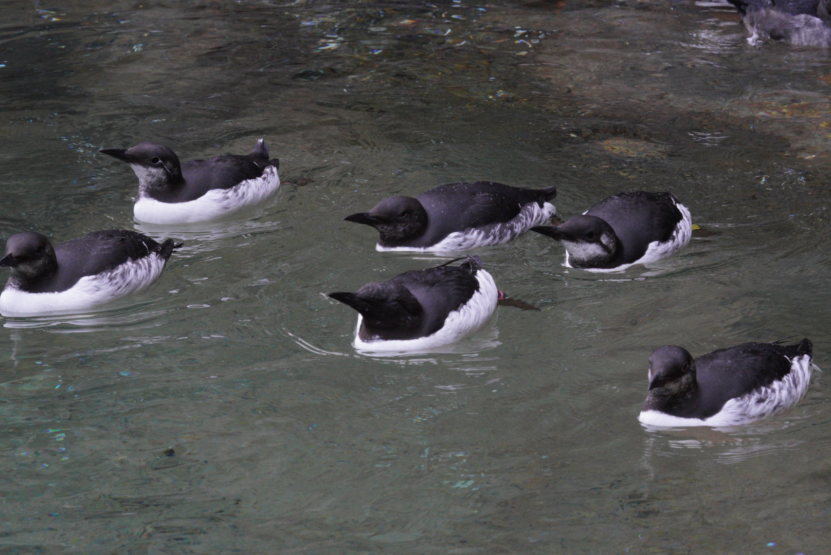 Common Murres