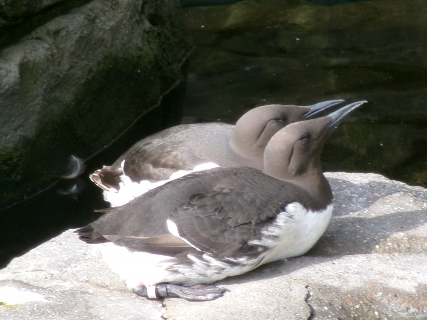 Common murres