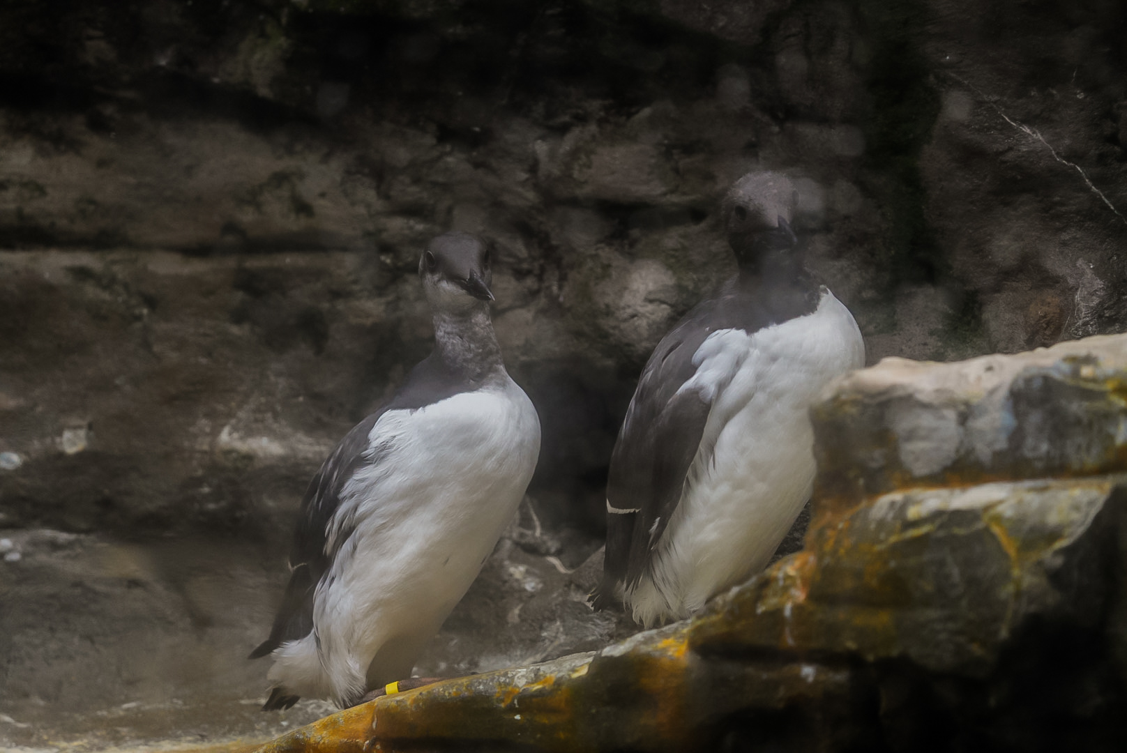 Common Murres