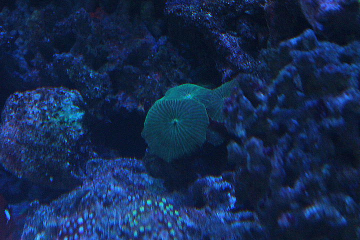 Common mushroom coral (Fungia fungites) - Suraloka Interactive Zoo