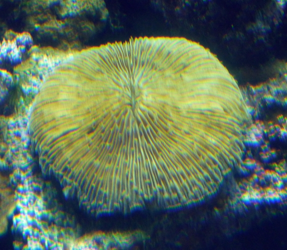 Common mushroom coral (Fungia fungites)